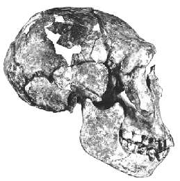 Turkana Boy